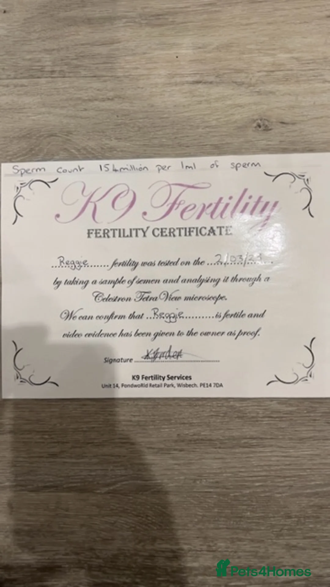 Staffordshire Bull Terrier dogs for stud: REGGIE kc PROVEN (HEALTH TESTED) Dark Blue in Wisbech - Advert 4