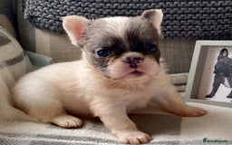 French Bulldog dogs for sale: Quality health tested/KC fluffy French bulldogs - Image 11
