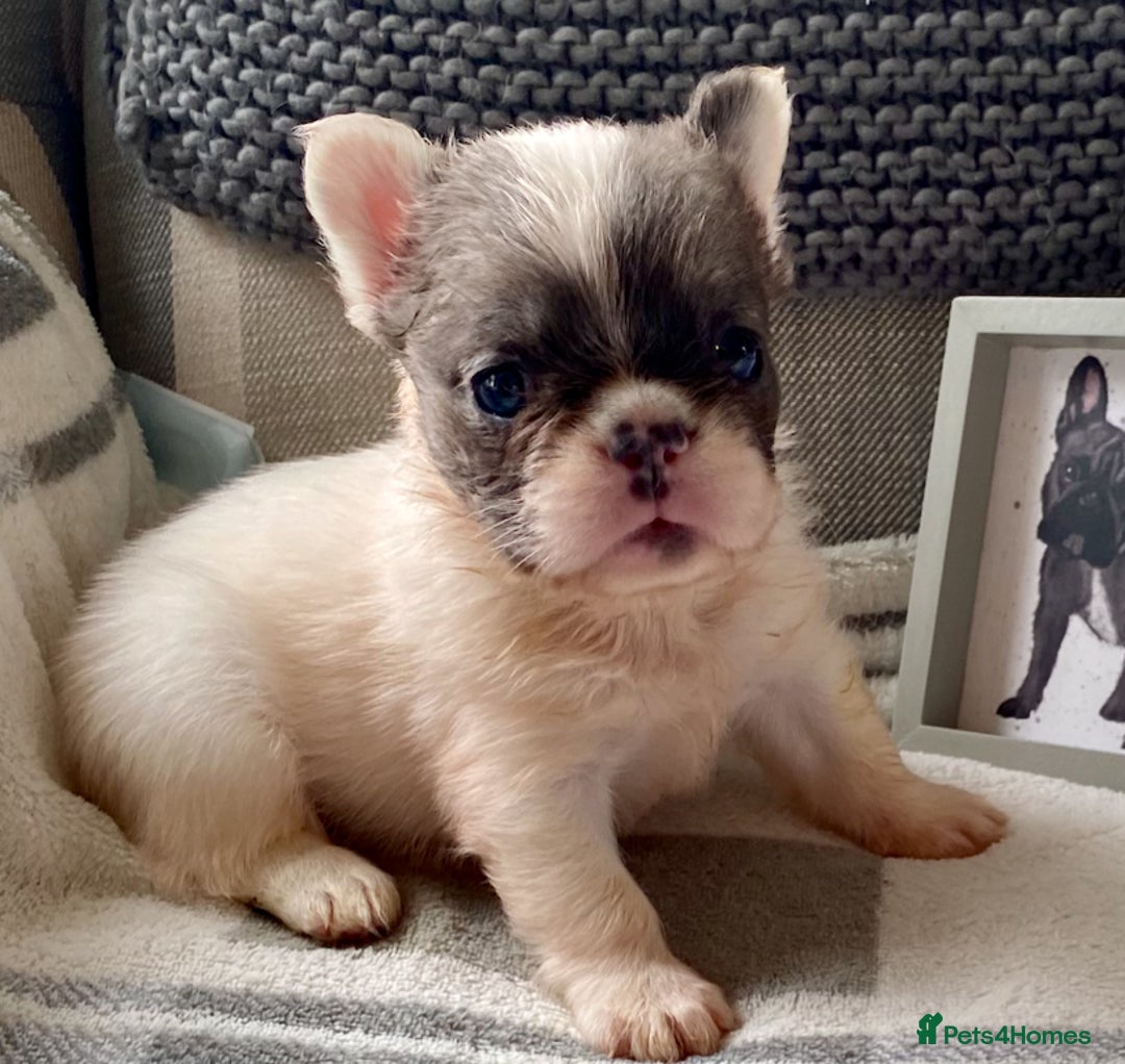 French Bulldog dogs for sale: Quality health tested/KC fluffy French bulldogs - Image 11