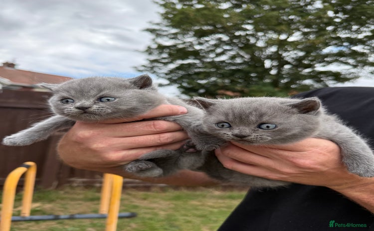 British Shorthair cats - Advert 14