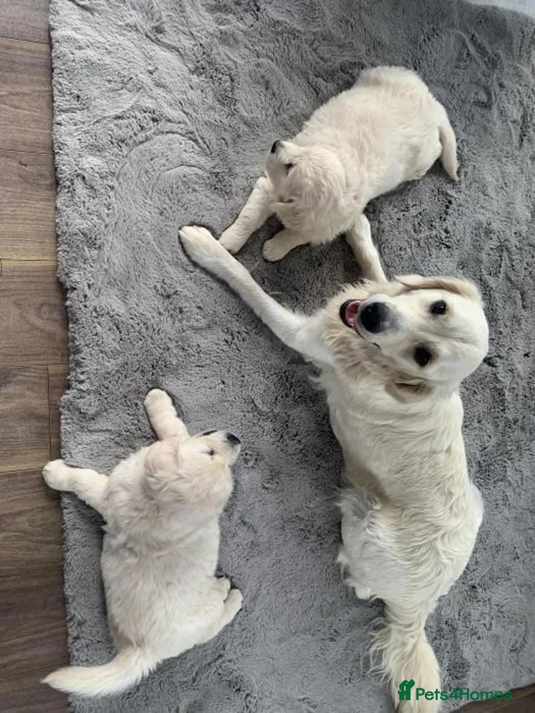 Golden Retriever dogs for sale: GOLDEN RETRIEVER PUPPIES READY NOW in Manchester - Advert 4