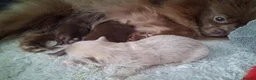 Pomeranian dogs for sale:  Toy-Type Mico Teddy Bear Face Pomeranian Puppy's - Advert 20