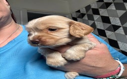 Cocker Spaniel dogs for sale: Stunning litter of Show Cocker Spaniel Puppies - Image 11