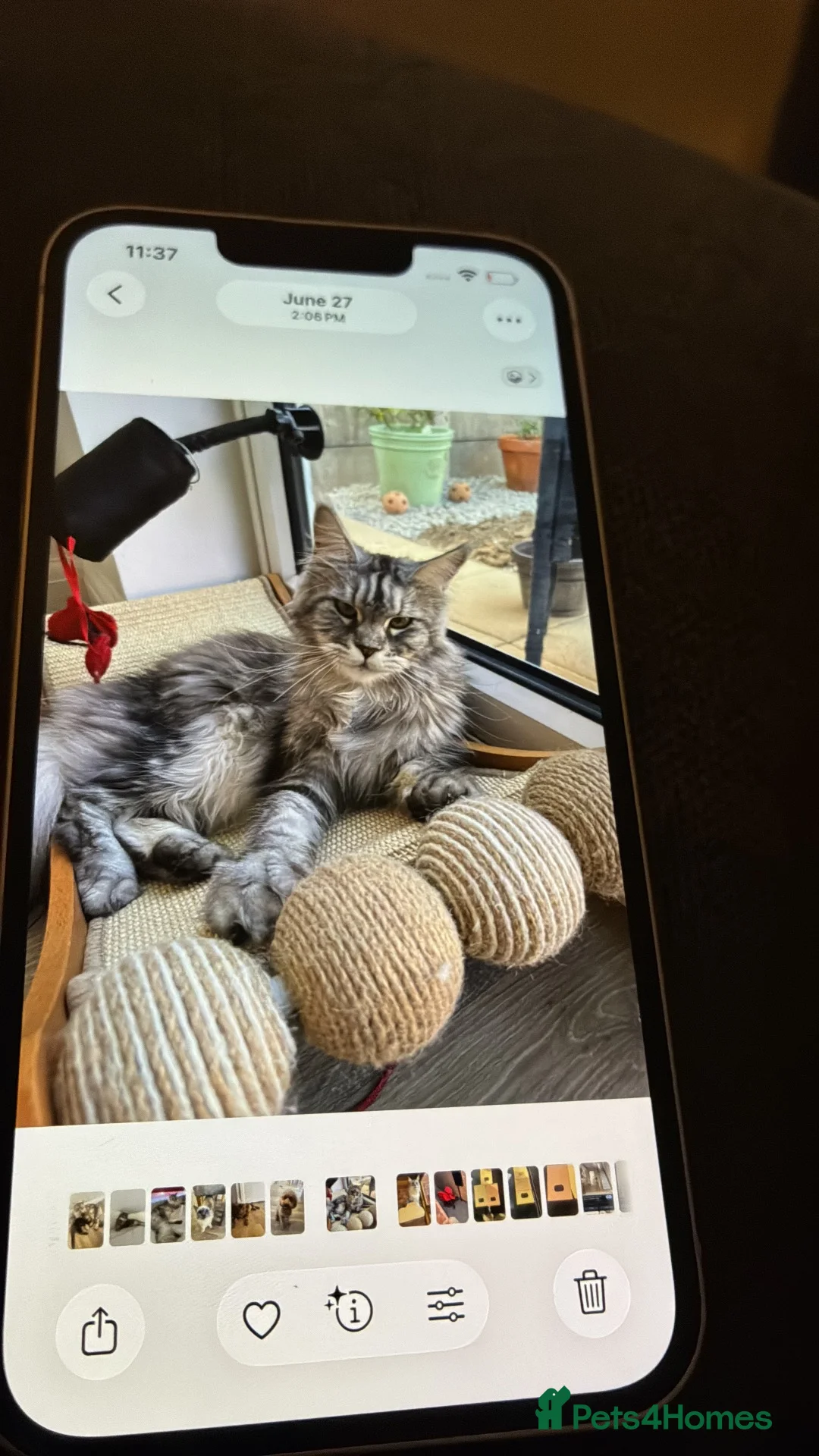 Maine Coon cats for sale: Stunning Baby  in Hull - Advert 12
