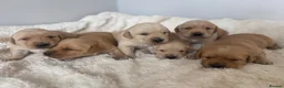 Goldador dogs for sale: Gorgoeus Goldador’s Health tested  - Advert 20