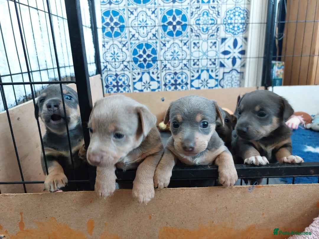Jack Russell dogs for sale: Lilac/Blue Jack Russell puppies  in Hornchurch - Image 3