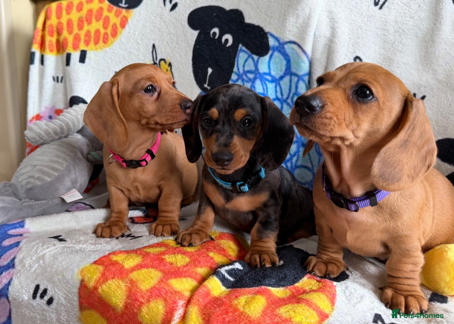 Miniature Dachshund dogs KC Mini Dachshund.  - Advert 2