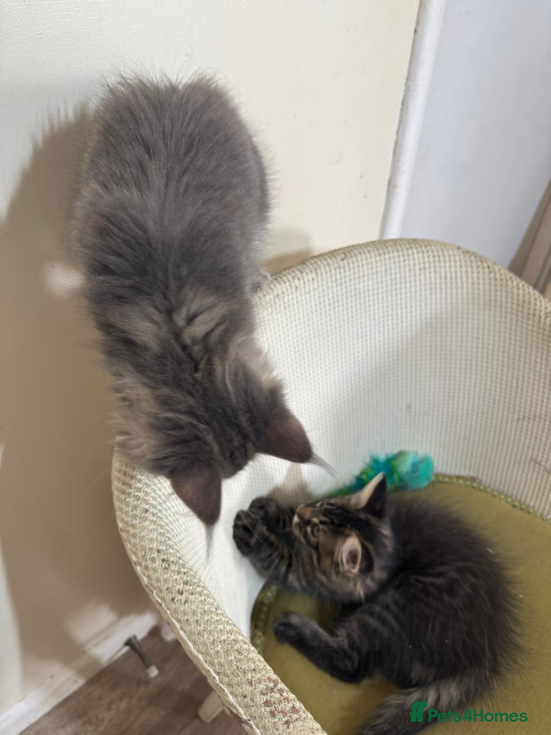 Maine Coon cats for sale: Ready Now! Pedigree Mainecoon kittens  - Image 10