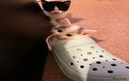 Mixed Breed cats for sale: Sweetest 5 kittens  - Image 13