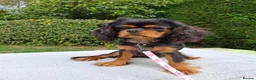 Cavalier King Charles Spaniel dogs for sale: Beautiful Black/Tan Cavalier Girl - Advert 4