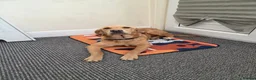 Golden Retriever dogs for sale: Golden retriver female  - Advert 8