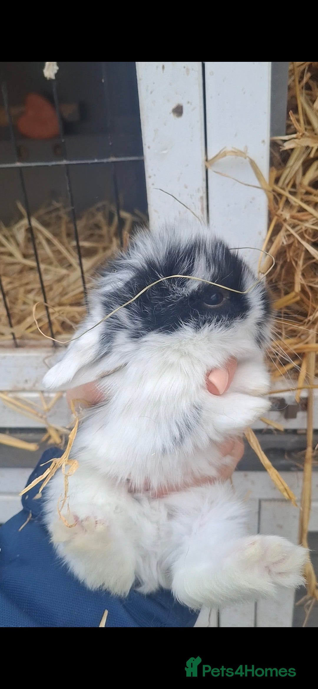 Mini Lion Lop rabbits for sale: Mini lionlops  - Advert 4