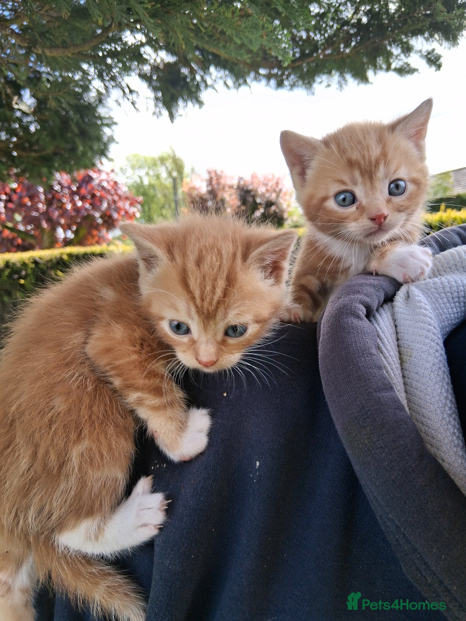 Mixed Breed cats Beautiful ginger kittens 5* homes only - Advert 1