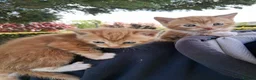 Mixed Breed cats for sale: Beautiful ginger kittens 5* homes only - Advert 1