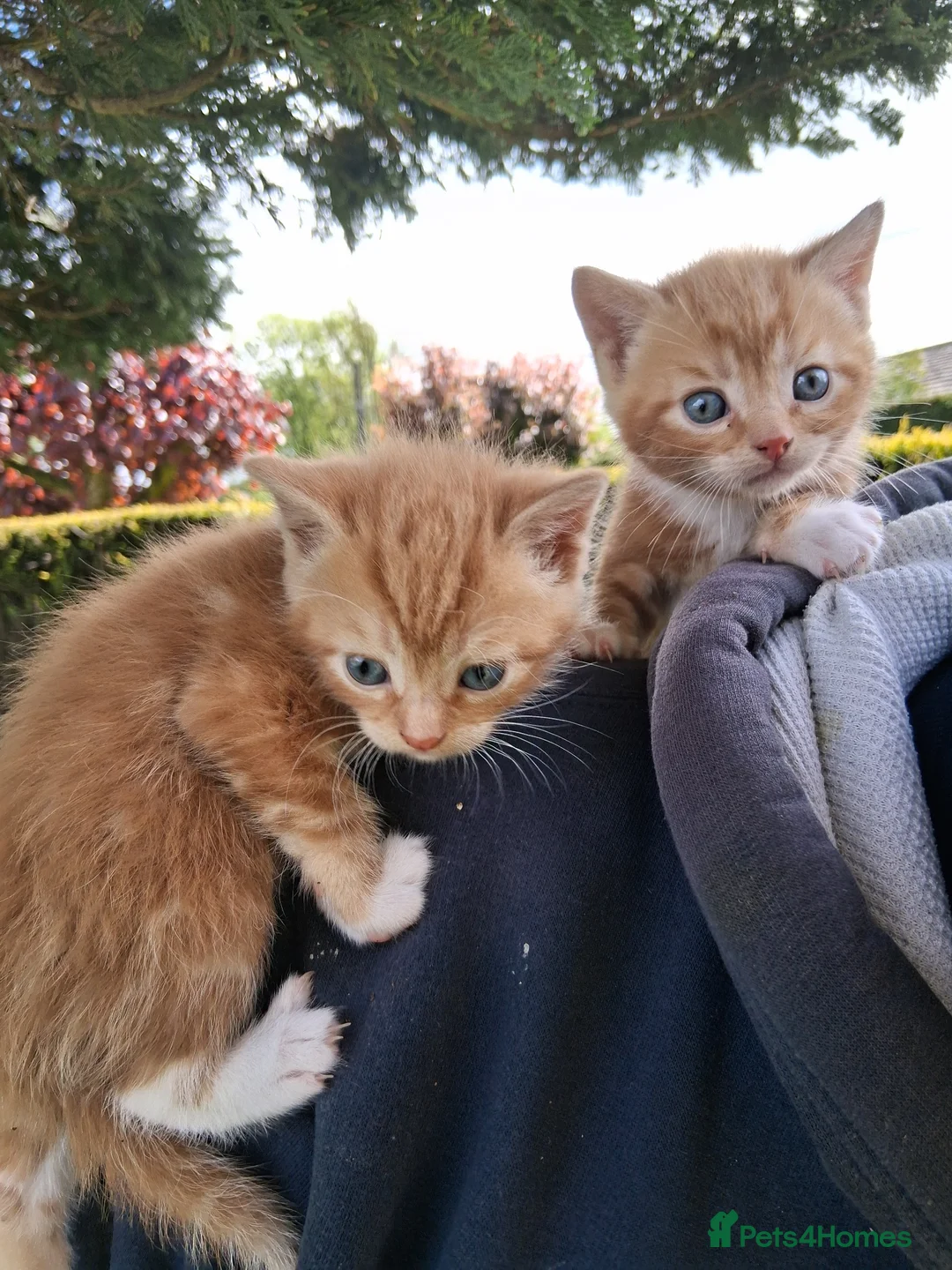 Mixed Breed cats for sale: Beautiful ginger kittens 5* homes only - Advert 1