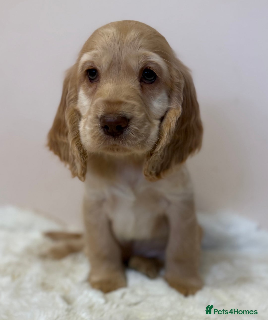 Cocker Spaniel dogs for sale: Golden Cocker Spaniel Puppies - Advert 7
