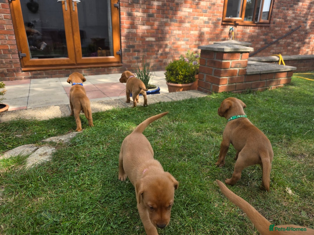 Labrador Retriever dogs for sale: KC Registered Fox Red Labrador Puppies - Image 19