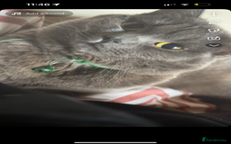 British Shorthair cats for sale: 2 british shorthair and ragdoll mix for sale!  - Image 4