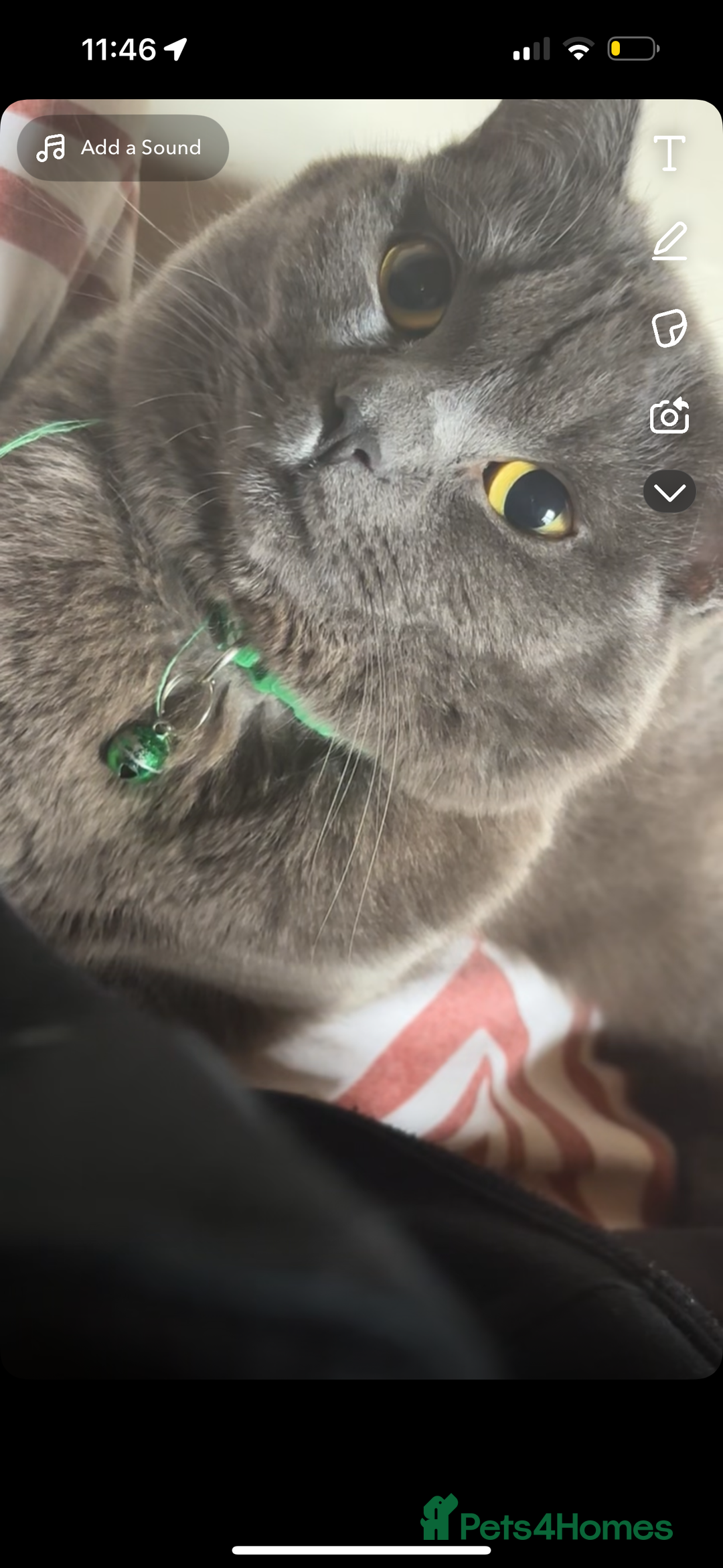 British Shorthair cats for sale: 2 british shorthair and ragdoll mix for sale!  - Image 4