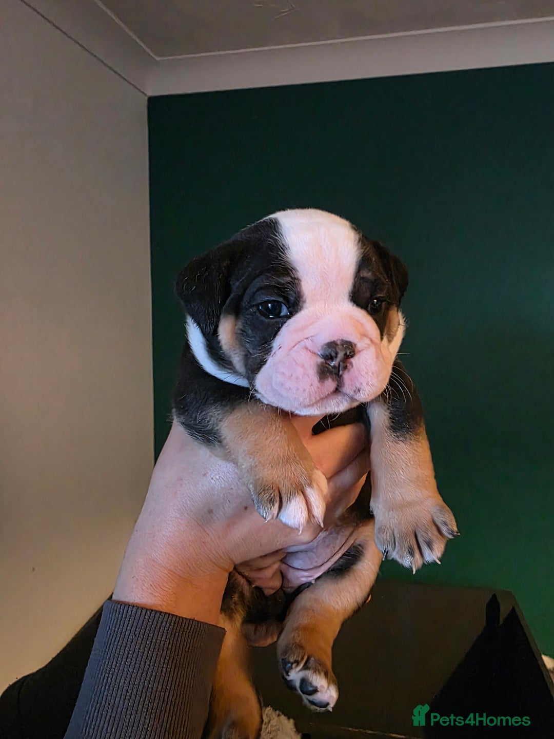Olde English Bulldogge dogs for sale: Beautiful olde english Bulldogge pups  - Advert 13
