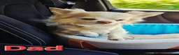 Chihuahua dogs for sale: Chihuahua boy and girl  in Bournemouth - Advert 16