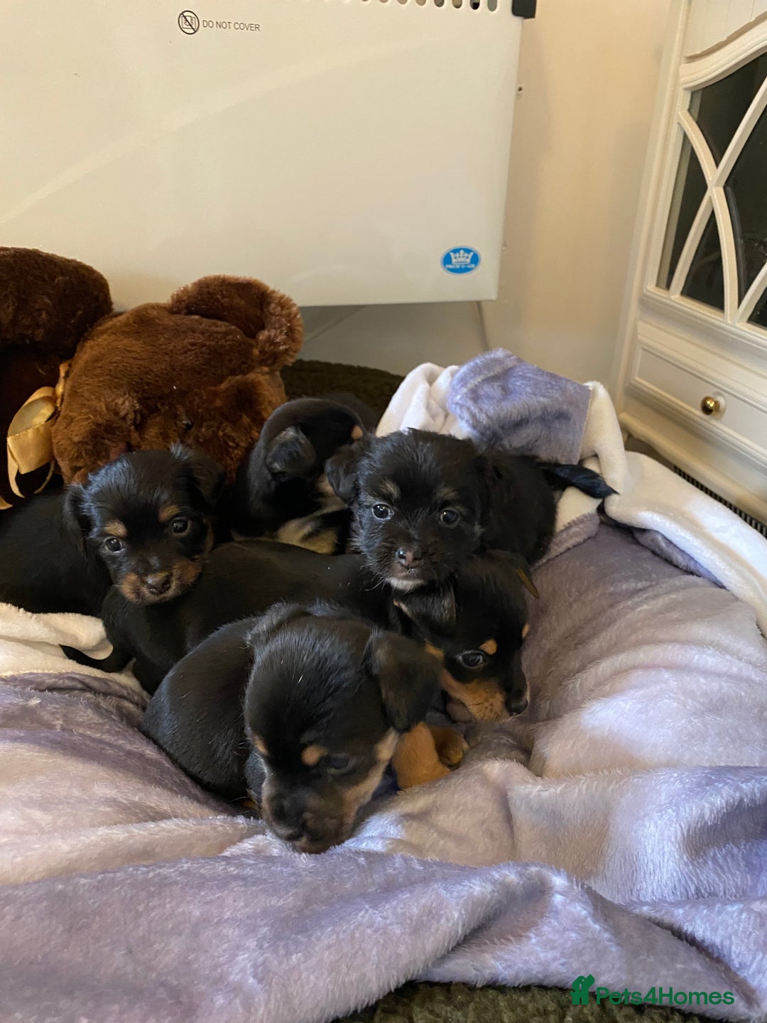 Jack Russell dogs for sale: Beautiful jacket Russell puppies for sale  - Advert 9