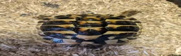 Tortoise reptiles for sale: 2x Herman's Tortoises for sale  - Advert 3
