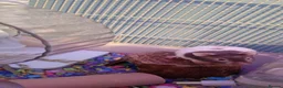 Hamster rodents for sale: female Syrian hamster  - Advert 5
