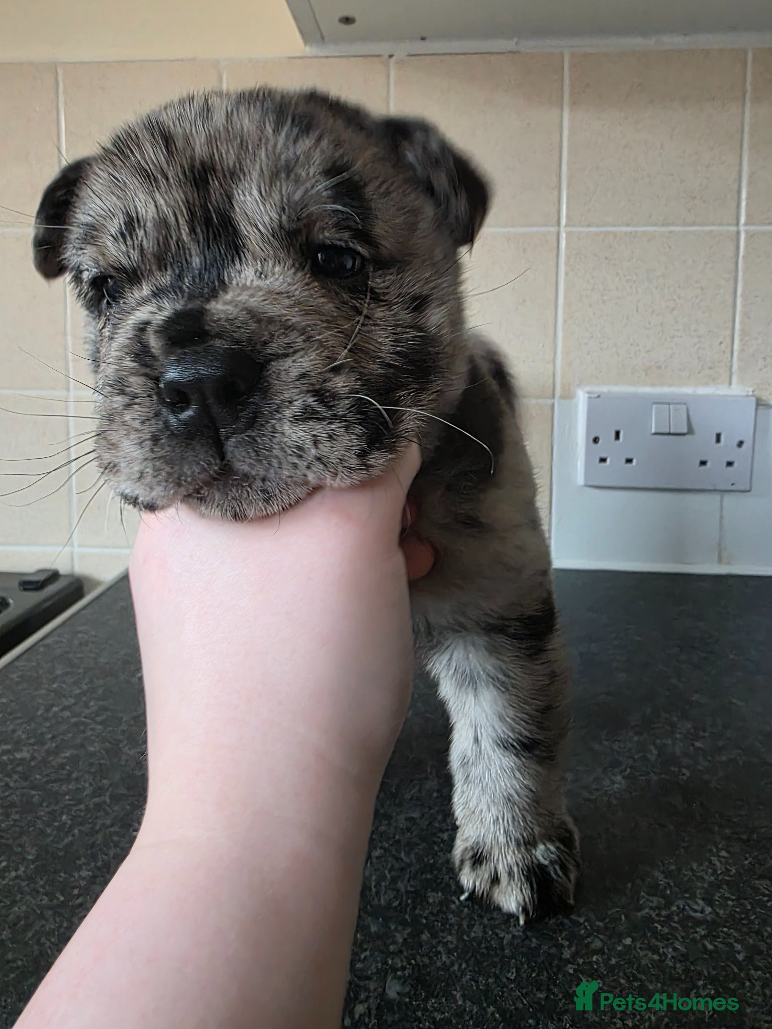 Mixed Breed dogs BEAUTIFUL MERLE BOY  - Advert 13