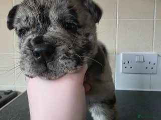 Mixed Breed dogs BEAUTIFUL MERLE BOY - Advert 2