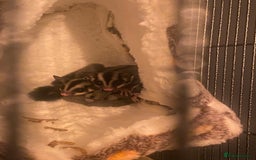 Sugar Glider rodents for sale: 2 male sugar gliders  - Advert 1