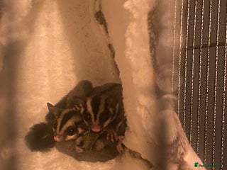 Sugar Glider rodents for sale: 2 male sugar gliders - Advert 1