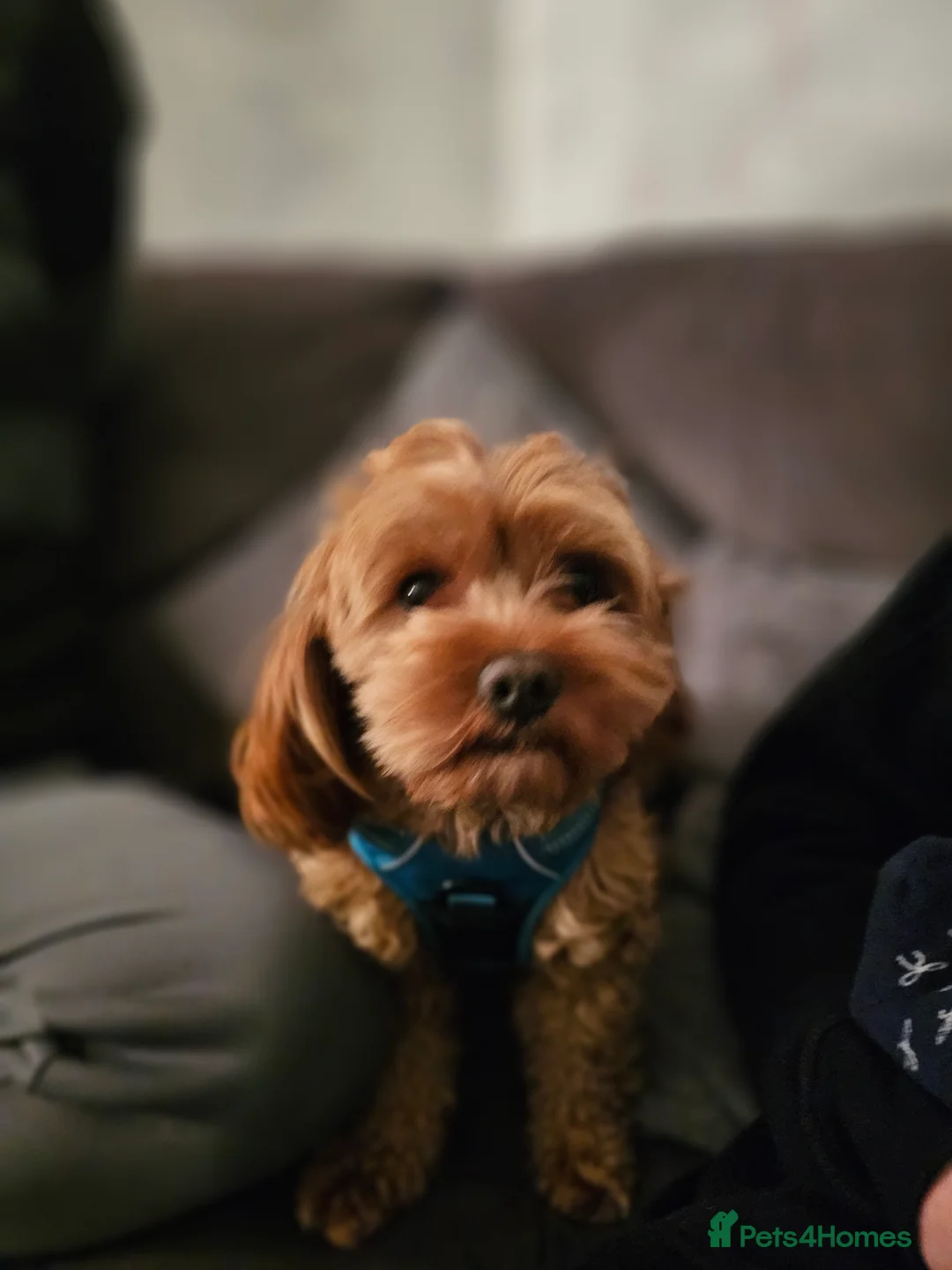 Cavapoo dogs for stud: Arlo for stud - Advert 4