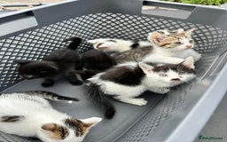 Domestic Shorthair cats for sale: 4 Domestic Shorthair Kittens  - Image 3