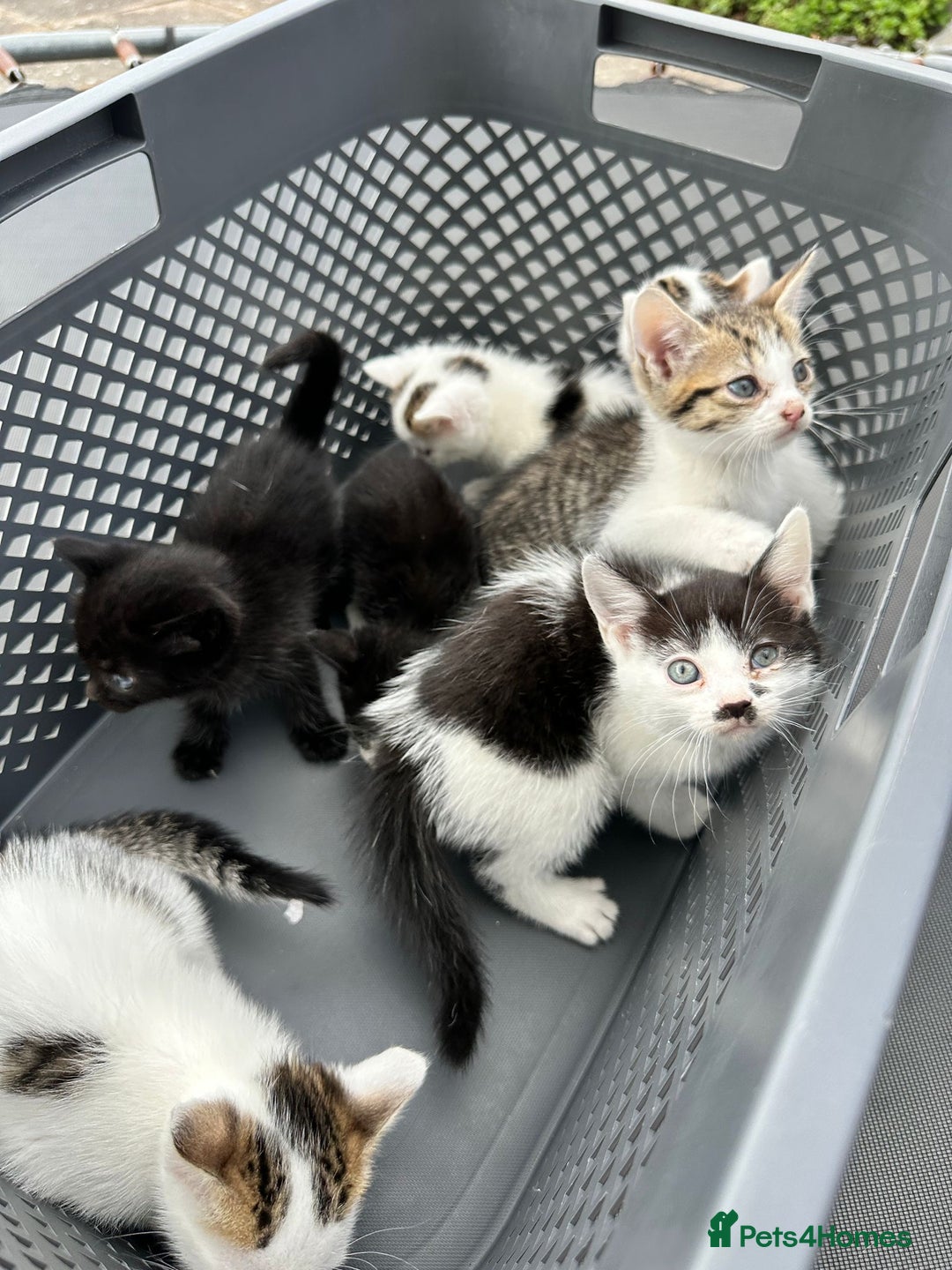 Domestic Shorthair cats for sale: 4 Domestic Shorthair Kittens  - Image 3