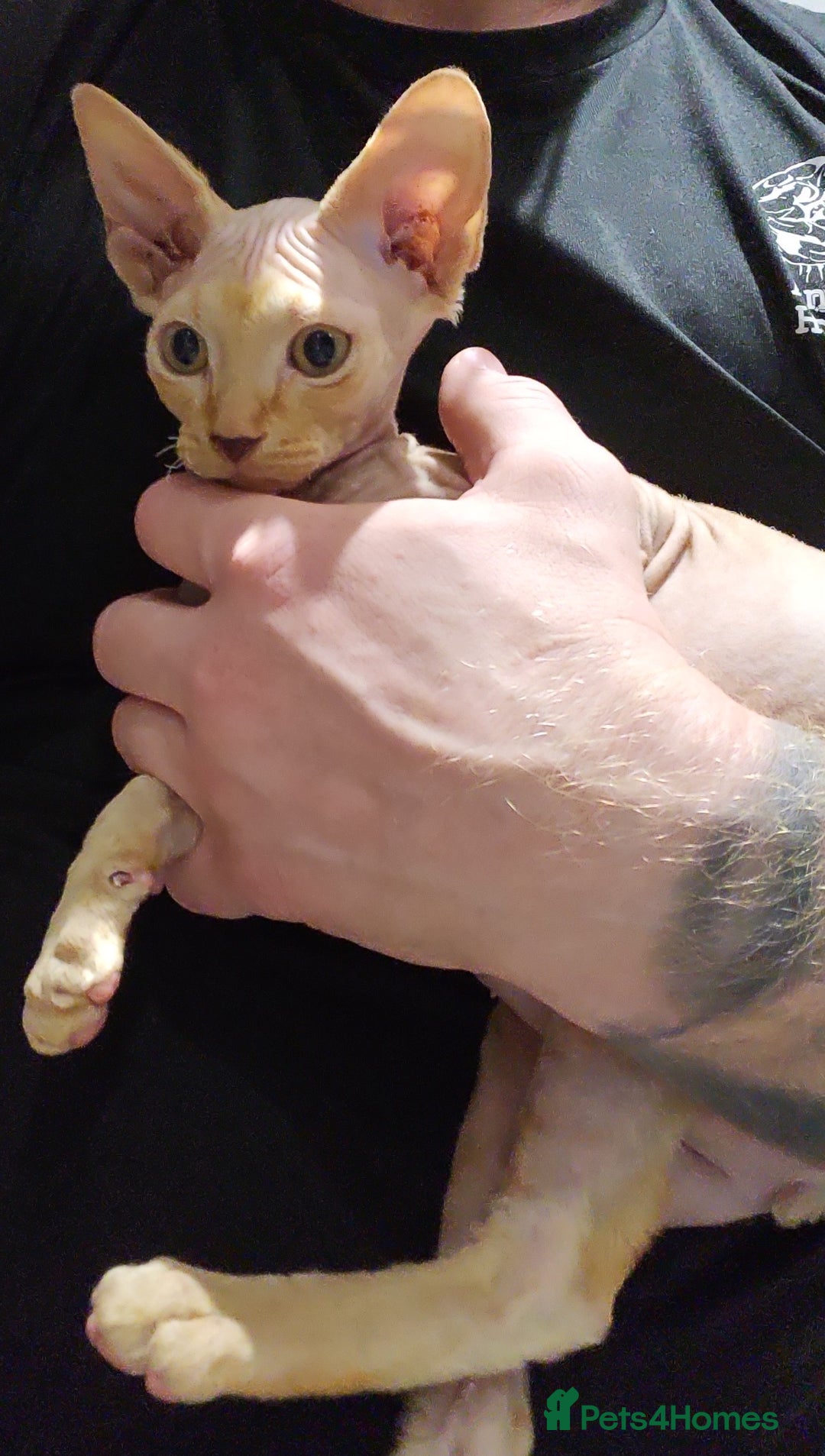 Sphynx cats for sale: 3 Lovely Canadian Sphynx kittens - Image 8