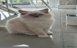 Ragdoll cats for sale: *READY TO GO* 1 beautiful girl ragdoll in Liversedge - Image 5