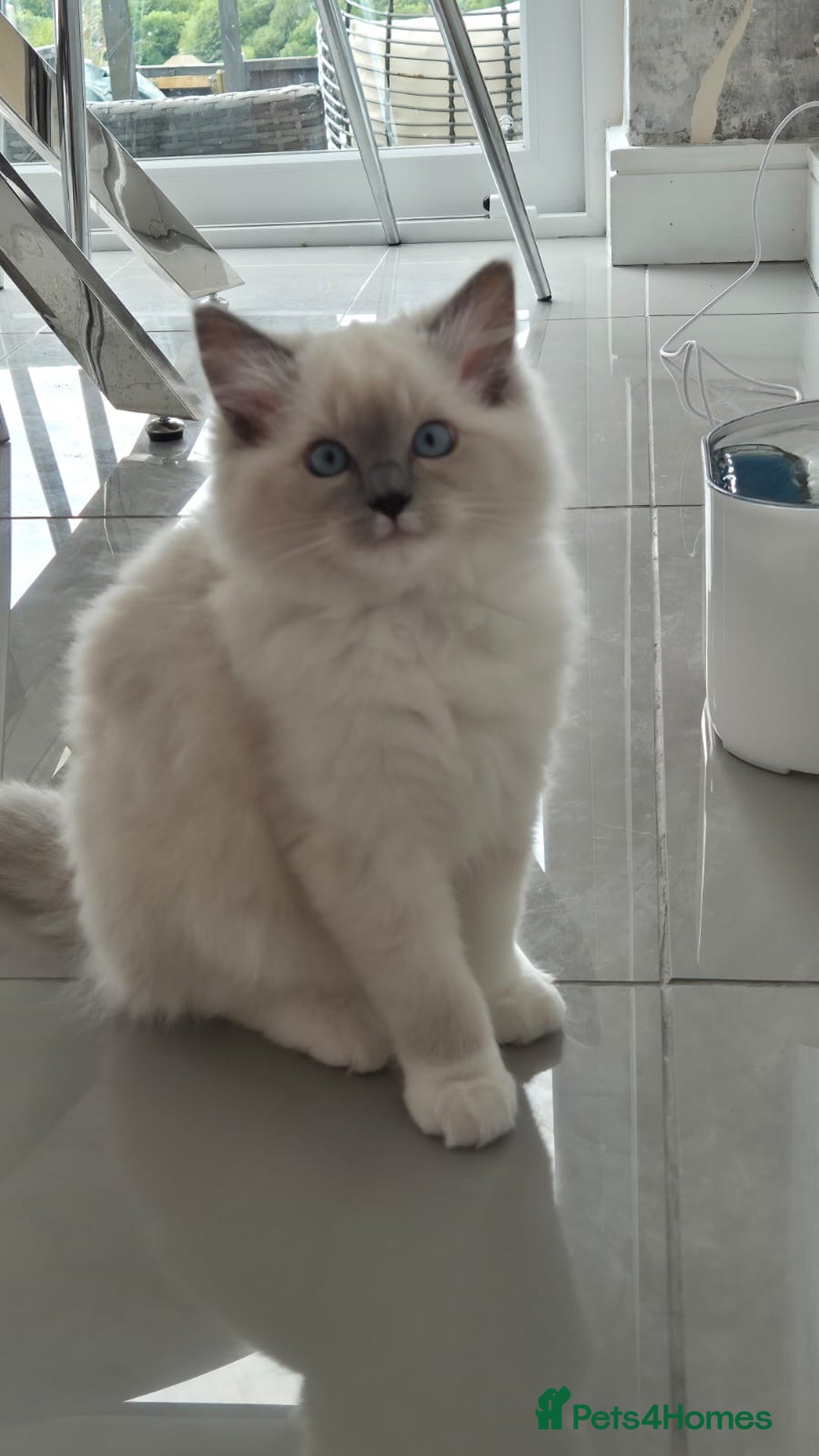 Ragdoll cats for sale: *READY TO GO* 1 beautiful girl ragdoll in Liversedge - Image 5