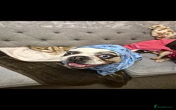 French Bulldog dogs for stud: Koi frenchie carrying fluffy and rojo - Advert 5