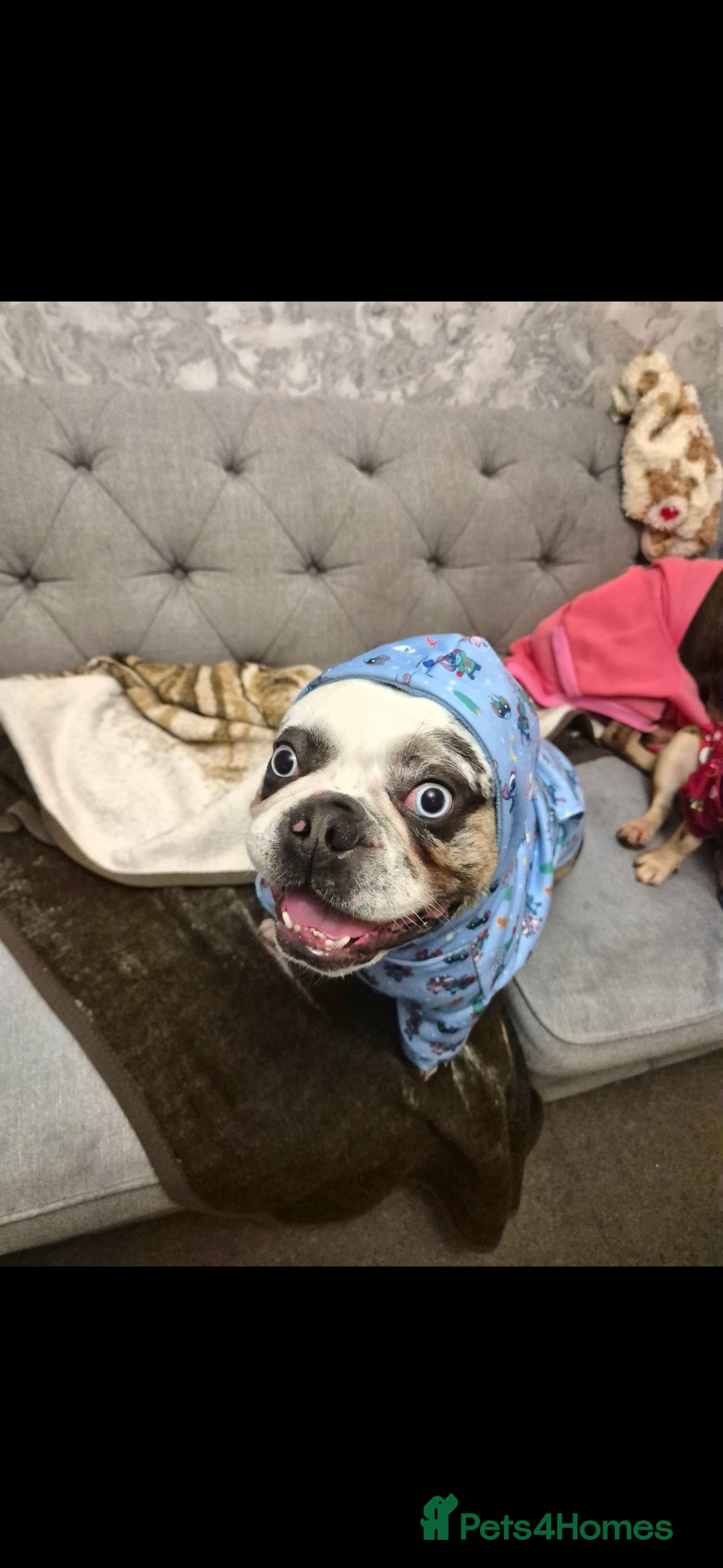 French Bulldog dogs for stud: Koi frenchie carrying fluffy and rojo - Advert 5