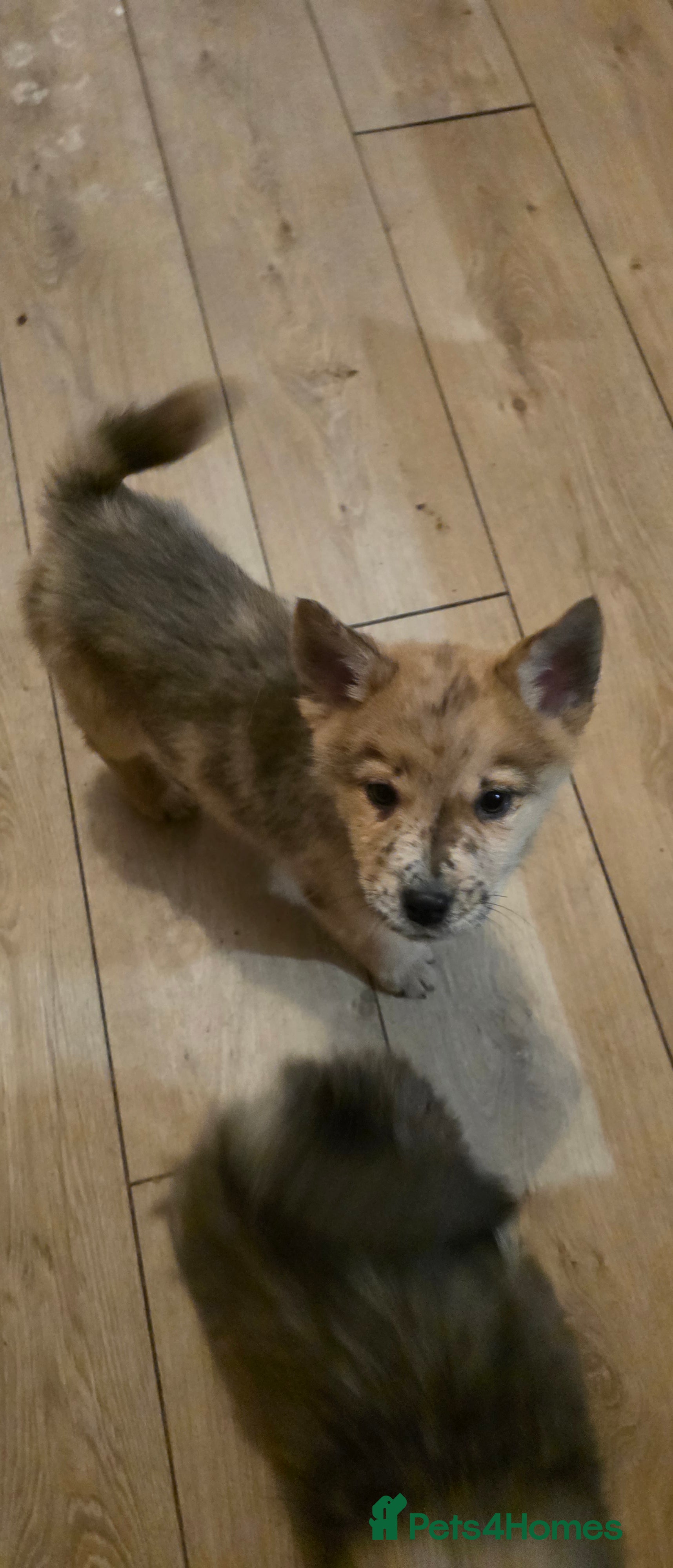 Mixed Breed dogs Adorable Merle Chowski's for sale  - Advert 2