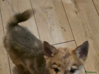 Mixed Breed dogs Adorable Merle Chowski's for sale - Advert 5