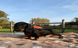 Miniature Dachshund dogs for sale: Miniature wire haired dachshund  - Image 6