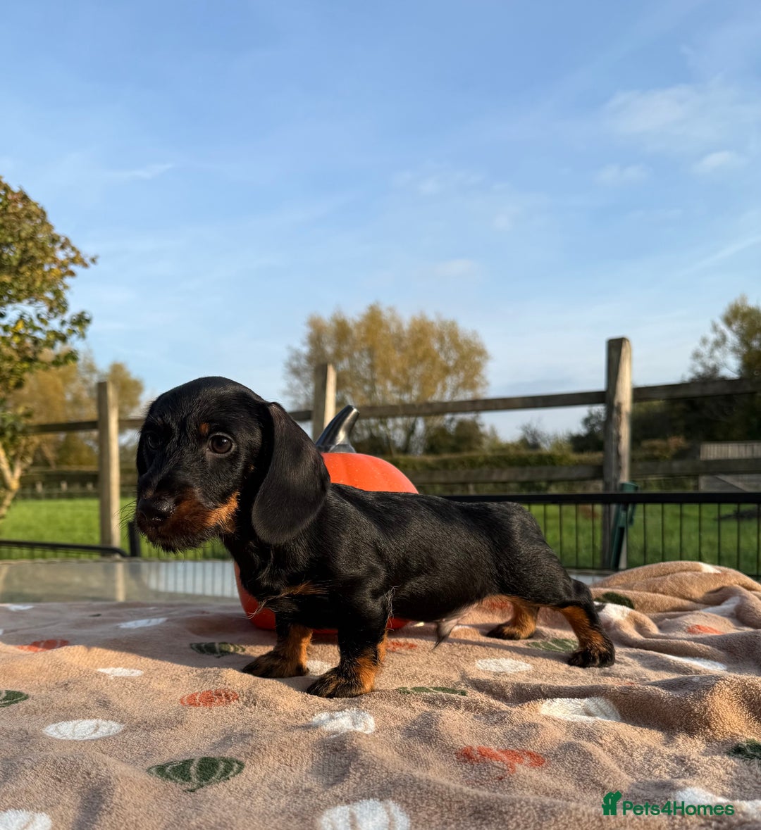 Miniature Dachshund dogs for sale: Miniature wire haired dachshund  - Image 6