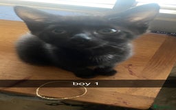 Mixed Breed cats for sale: kittens for sale - Image 4
