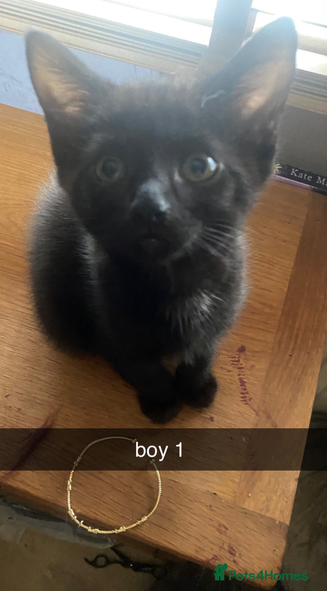 Mixed Breed cats for sale: kittens for sale - Image 4