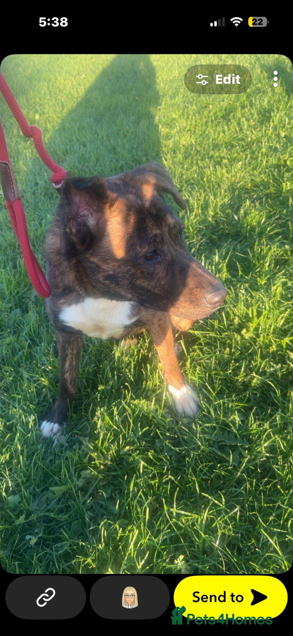 Mixed Breed dogs Japanese Akita cross staffy  - Advert 1