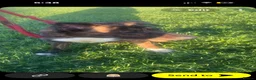 Mixed Breed dogs for sale: Japanese Akita cross staffy  in Rotherham - Advert 1