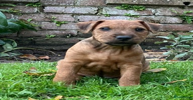Lakeland Terrier dogs - Advert 1