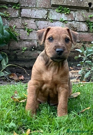 Lakeland Terrier dogs - Advert 5